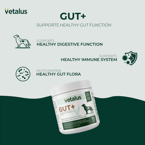 GUT+